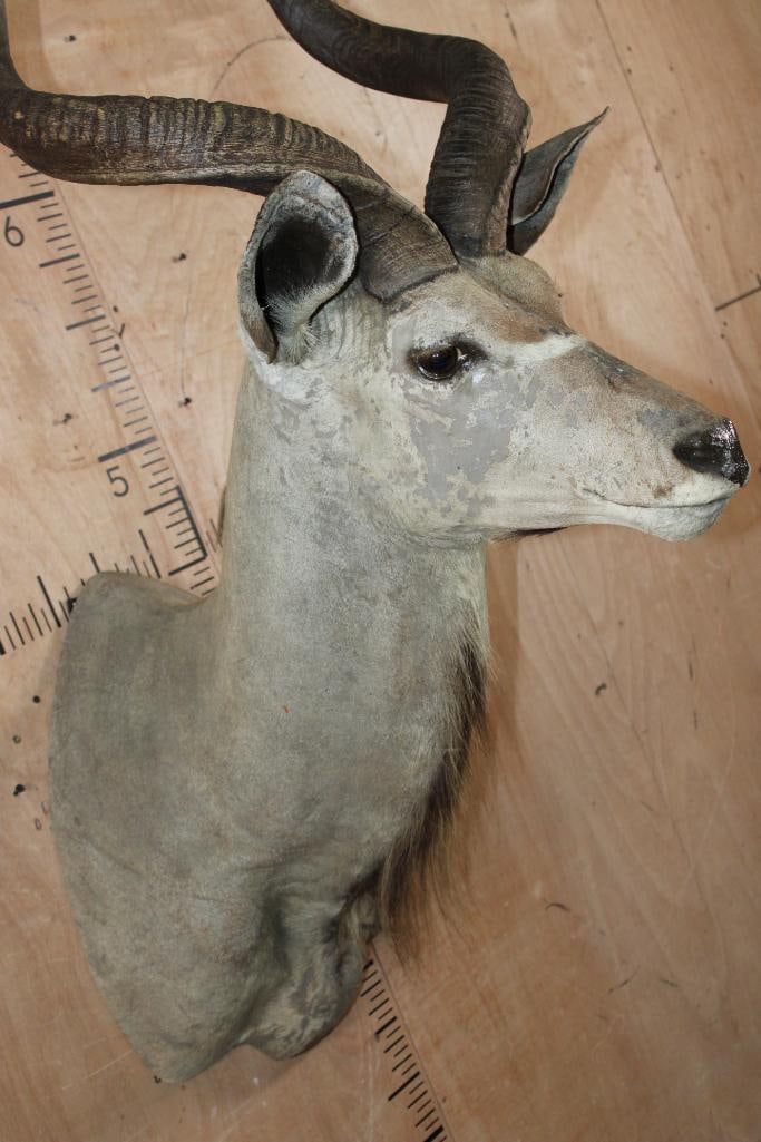 Big KUDU Shoulder Mount - 6