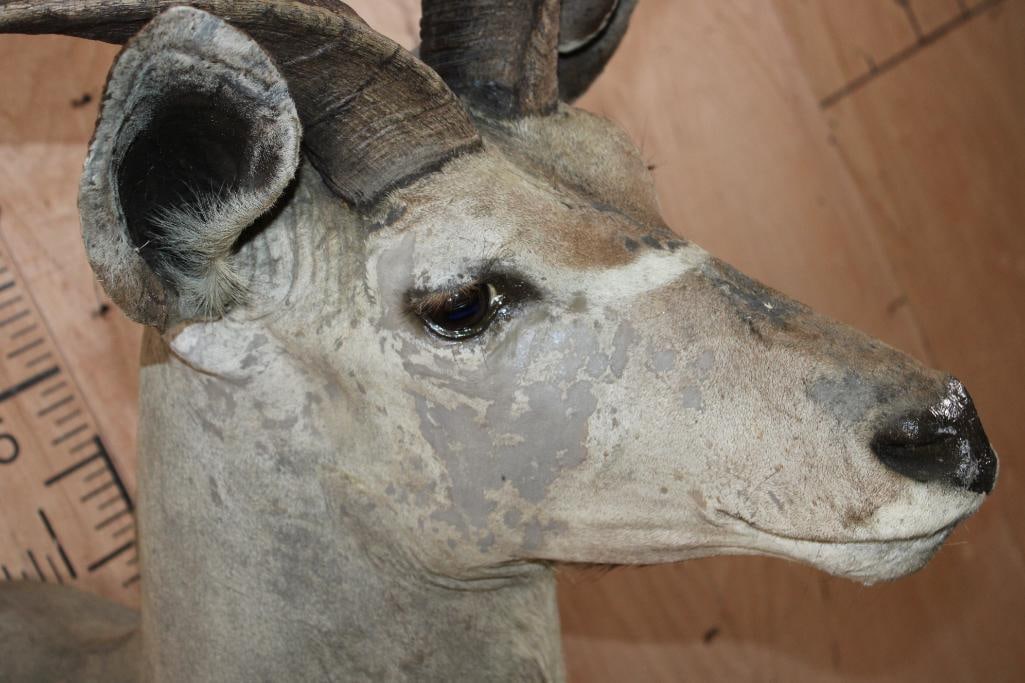 Big KUDU Shoulder Mount - 7