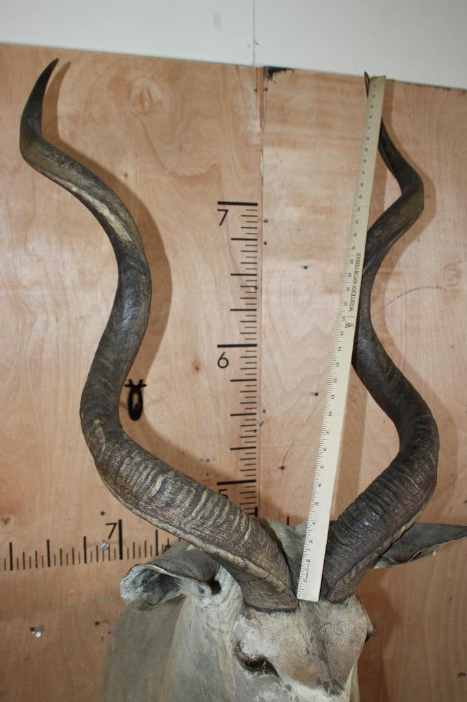 Big KUDU Shoulder Mount - 9