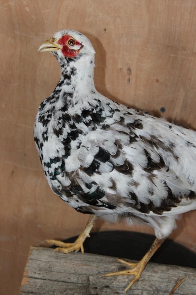 Male SILVER PHEASANT on a Wood Plaque Base - 2