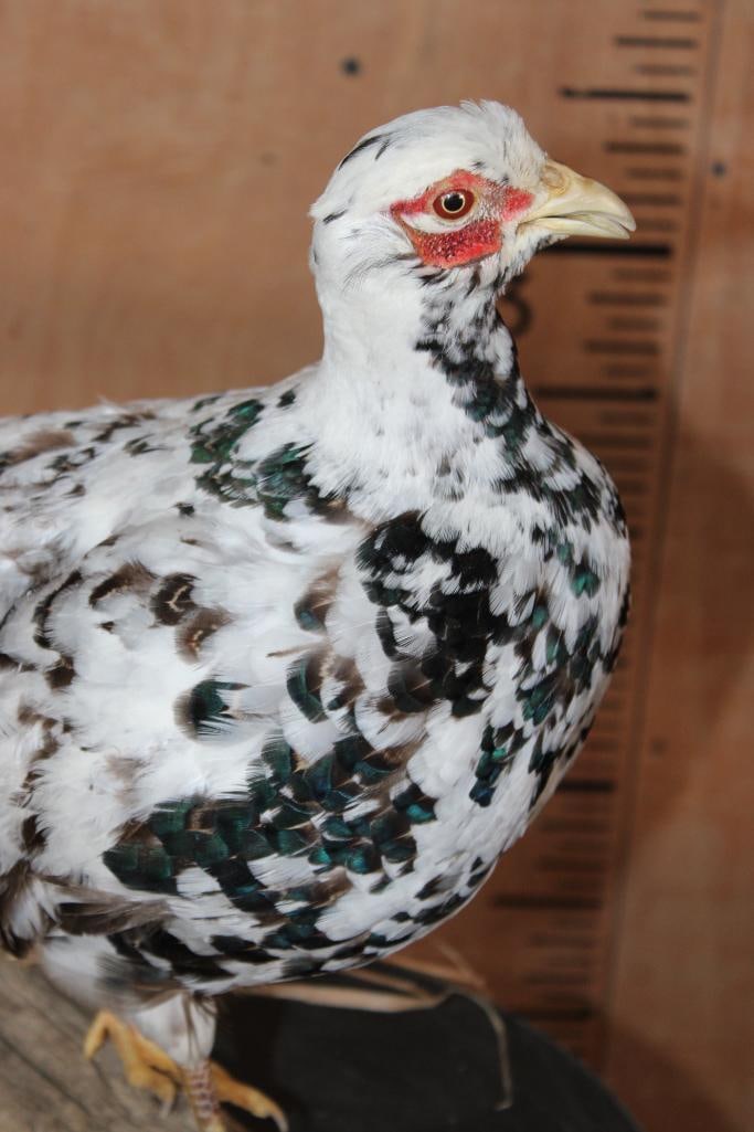 Male SILVER PHEASANT on a Wood Plaque Base - 5