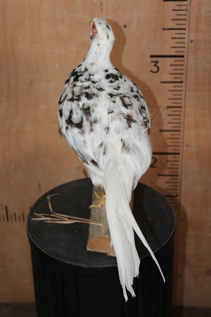 Male SILVER PHEASANT on a Wood Plaque Base - 7