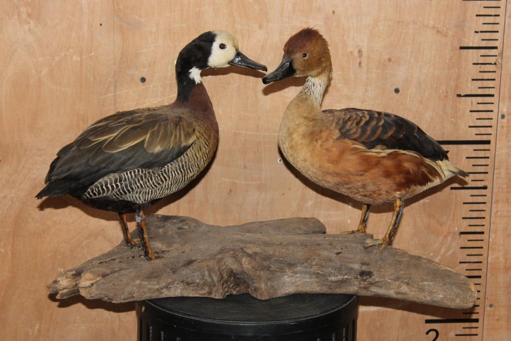 Male and Female WHITE-FACED WHISTLING DUCKS on a Driftwood Base - 2