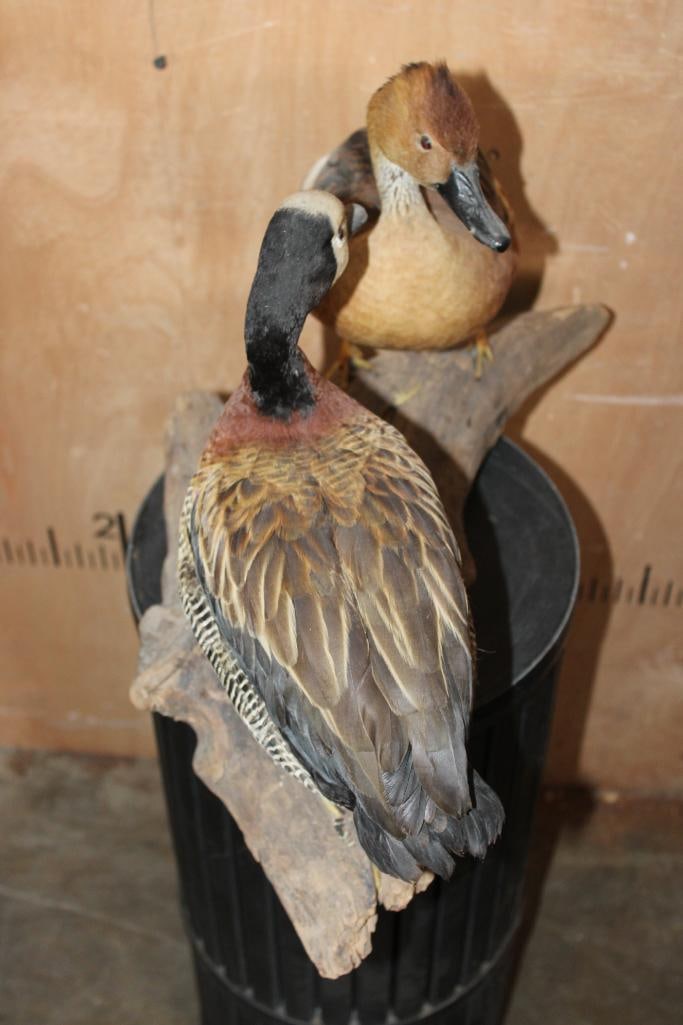Male and Female WHITE-FACED WHISTLING DUCKS on a Driftwood Base - 7