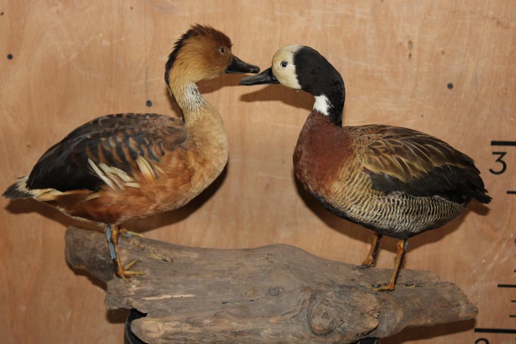 Male and Female WHITE-FACED WHISTLING DUCKS on a Driftwood Base - 8