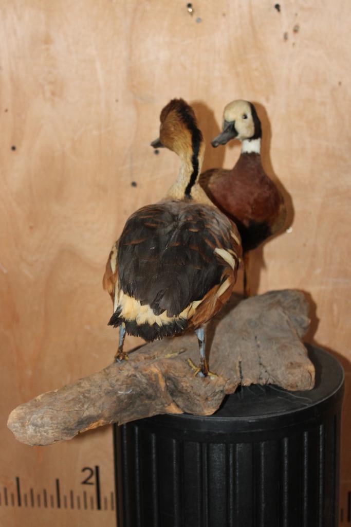 Male and Female WHITE-FACED WHISTLING DUCKS on a Driftwood Base - 9