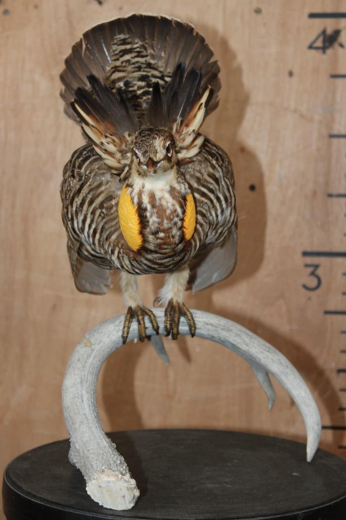 GREATER PRAIRIE CHICKEN or PINNATED GROUSE Mounted on a Whitetail Deer Antler - 2