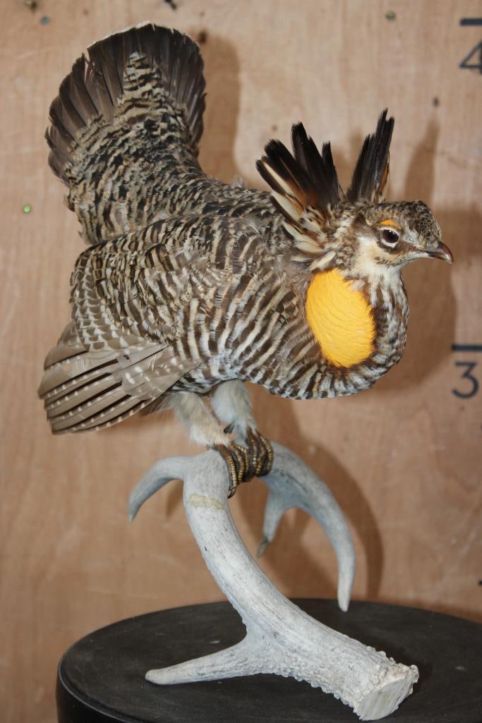 GREATER PRAIRIE CHICKEN or PINNATED GROUSE Mounted on a Whitetail Deer Antler - 3