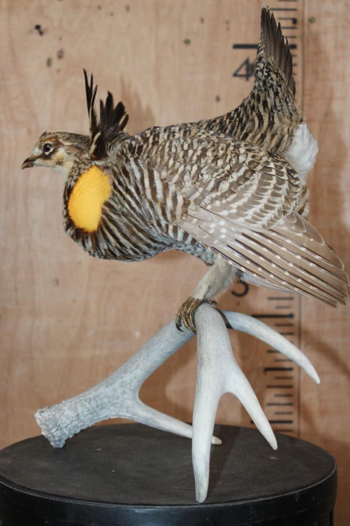 GREATER PRAIRIE CHICKEN or PINNATED GROUSE Mounted on a Whitetail Deer Antler - 7