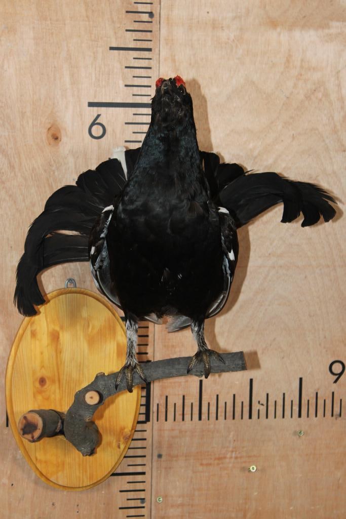 *Rarely Seen* BLACK GROUSE Perched on a Branch and Wood Plaque: Very Nice and *Rarely Seen* BLACK GROUSE "Taken" in Russia. It is perched on a Branch and Wood Plaque. It measures 23" Tall x 16" Wide x 14" Depth and is in Good Condition. TAXIDERMY BIRDS 