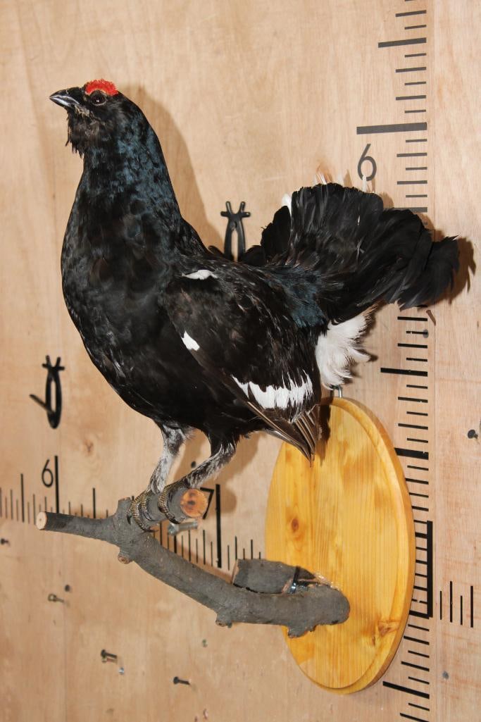 *Rarely Seen* BLACK GROUSE Perched on a Branch and Wood Plaque - 2