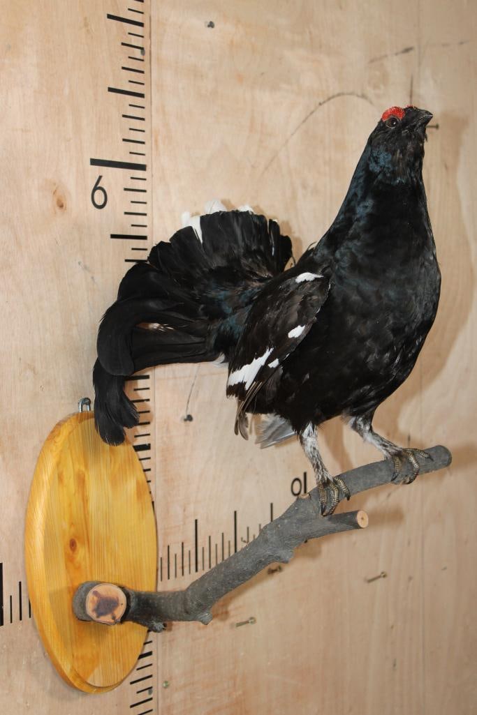*Rarely Seen* BLACK GROUSE Perched on a Branch and Wood Plaque - 3