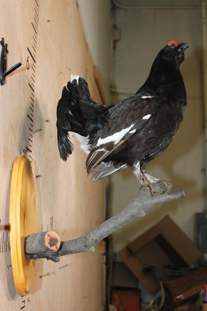 *Rarely Seen* BLACK GROUSE Perched on a Branch and Wood Plaque - 4