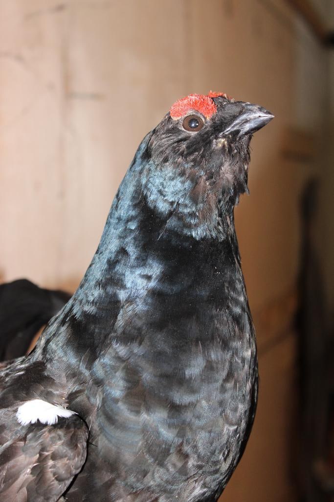 *Rarely Seen* BLACK GROUSE Perched on a Branch and Wood Plaque - 5