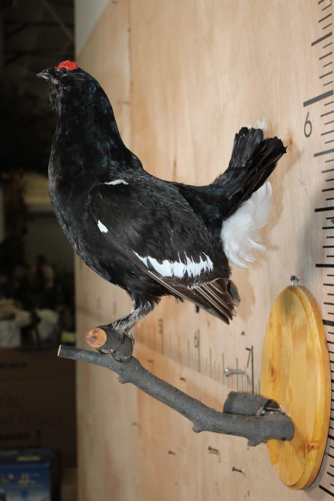 *Rarely Seen* BLACK GROUSE Perched on a Branch and Wood Plaque - 6