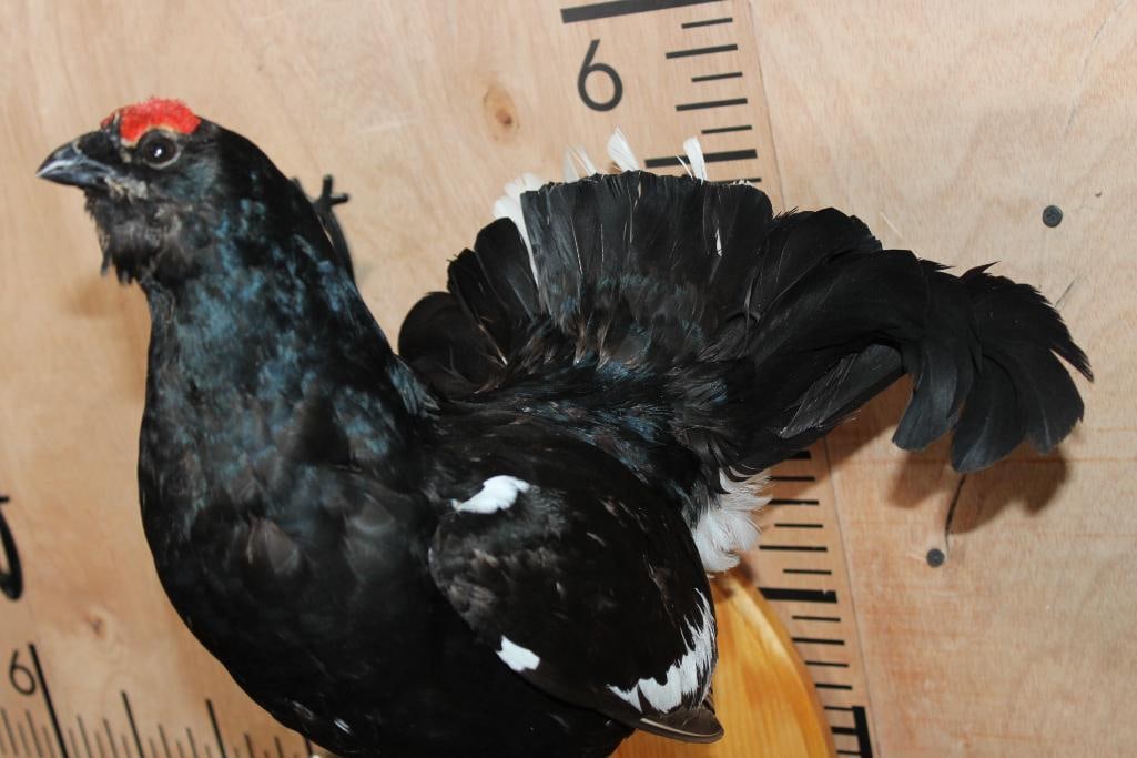*Rarely Seen* BLACK GROUSE Perched on a Branch and Wood Plaque - 7