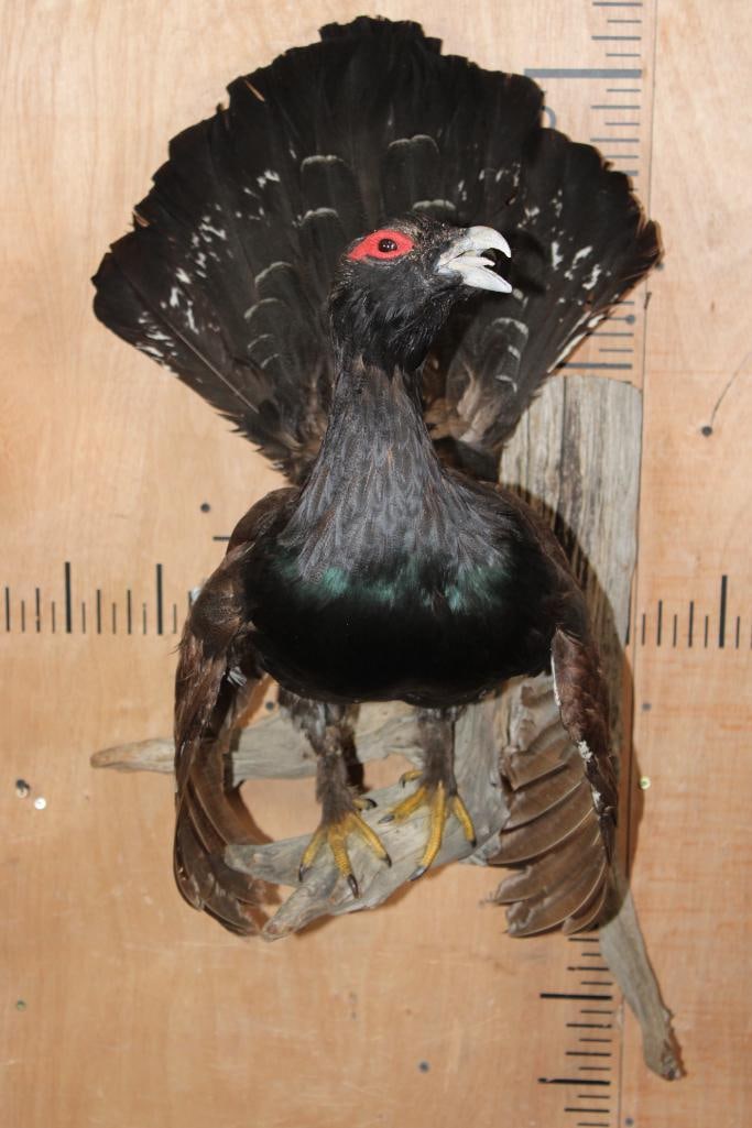 Big WESTERN CAPERCAILLIE Perched on Driftwood (1 of 8)
