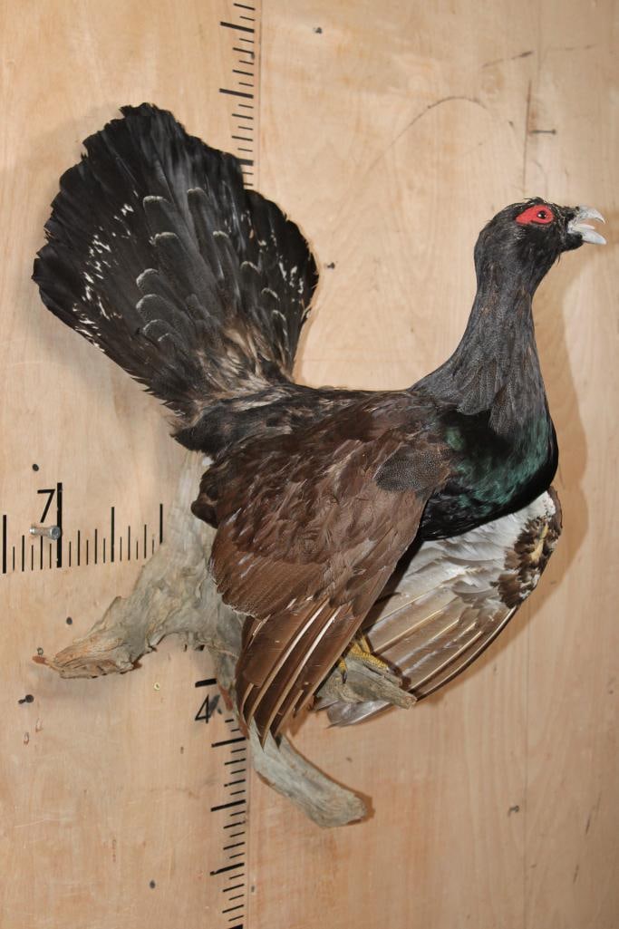 Big WESTERN CAPERCAILLIE Perched on Driftwood - 2