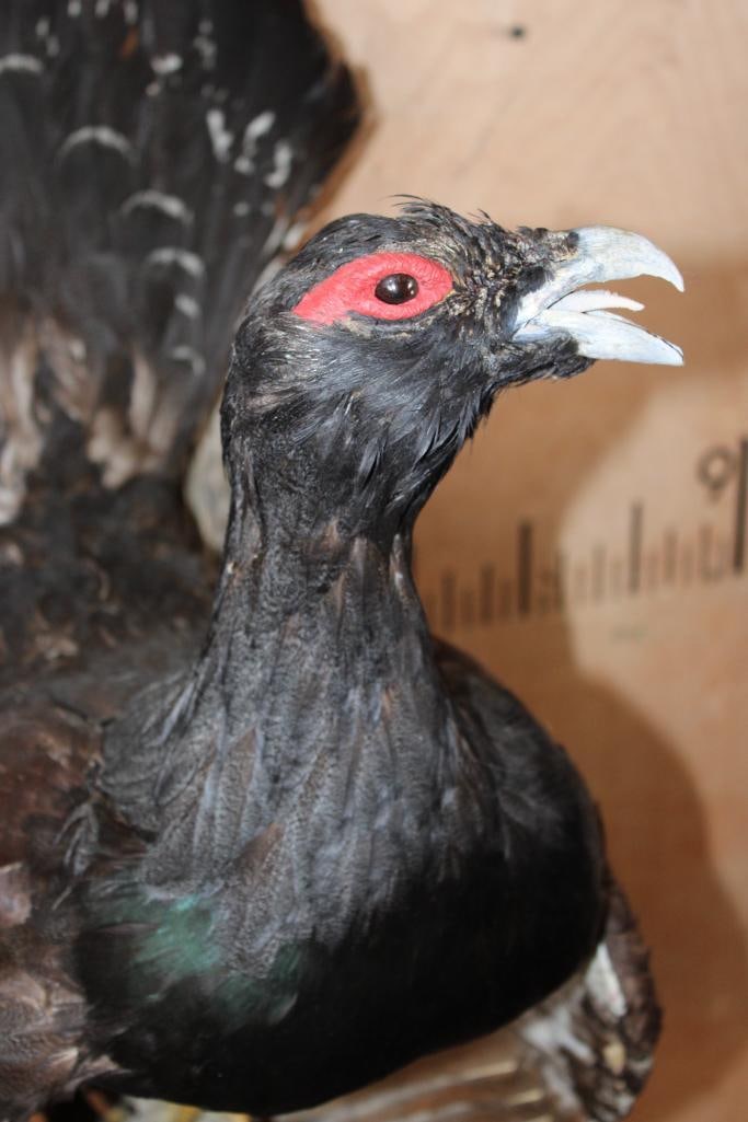 Big WESTERN CAPERCAILLIE Perched on Driftwood - 7