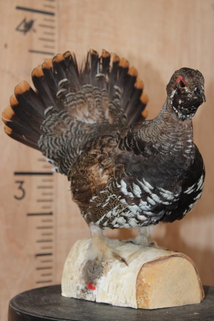 Male SPRUCE GROUSE on a Log Base (1 of 8)