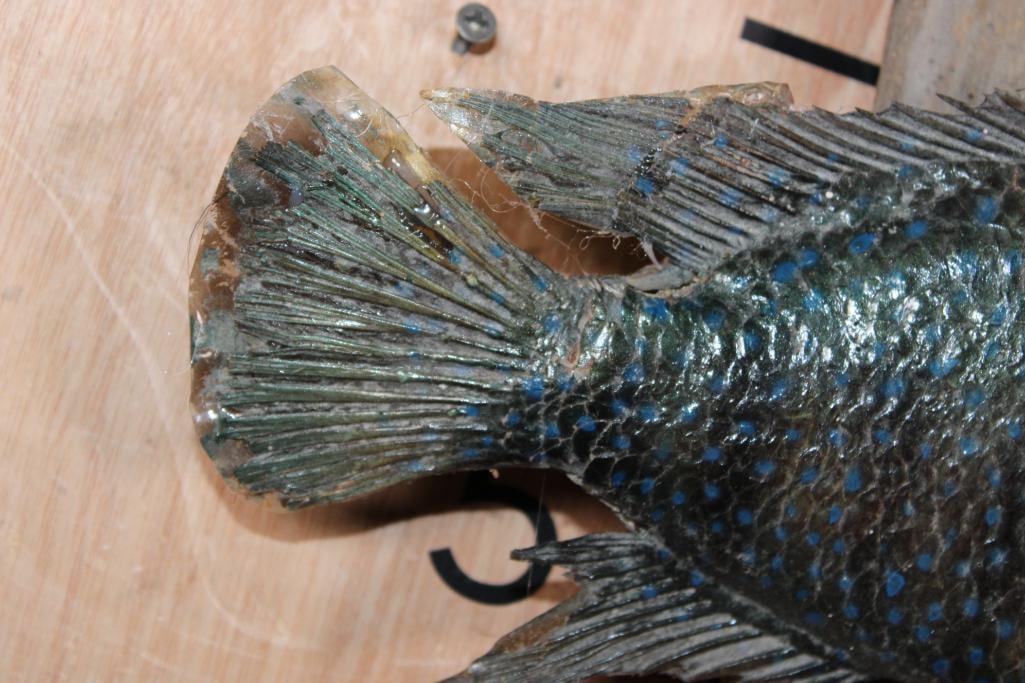 *Real Skin* LIONHEAD CICHLID Mounted on Driftwood - 3