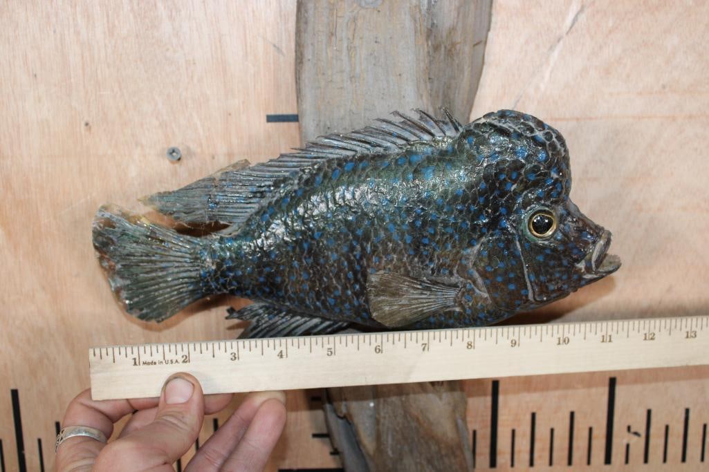 *Real Skin* LIONHEAD CICHLID Mounted on Driftwood - 5