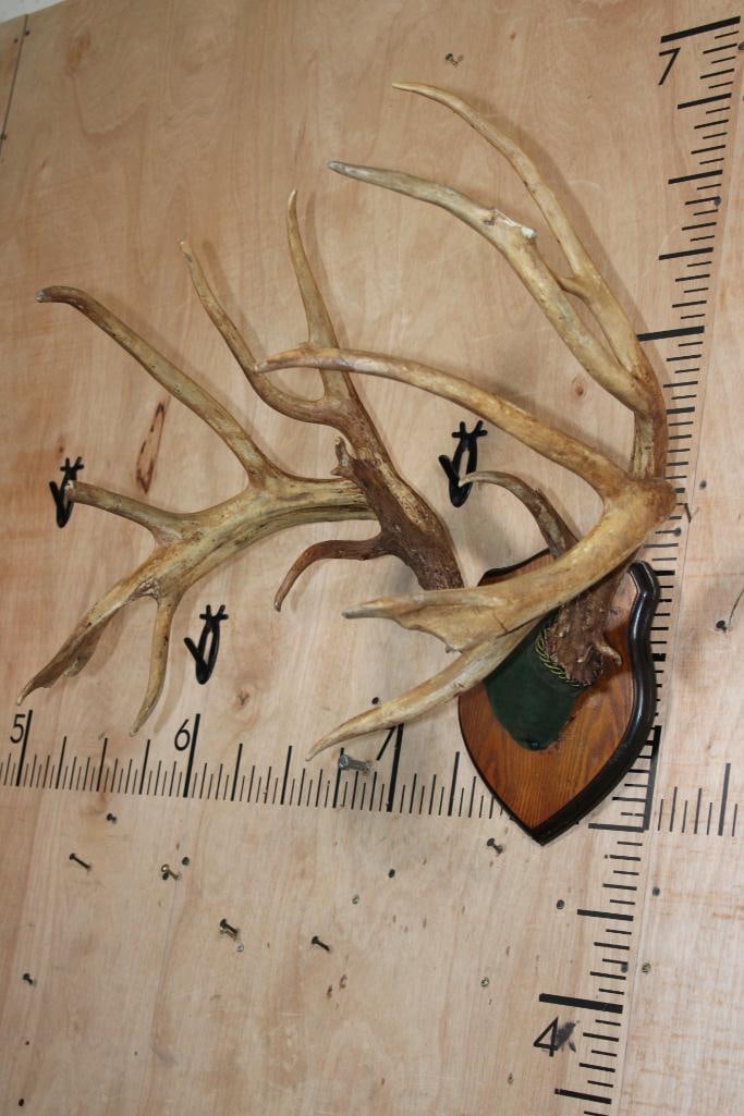 XL Typical 18-Point WHITETAIL DEER Antler Rack on a Wood Plaque - 3