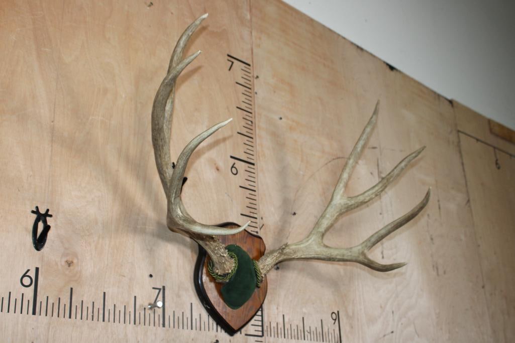 Big 9-Point MULE DEER Antler Rack Mounted on a Wood Plaque - 2