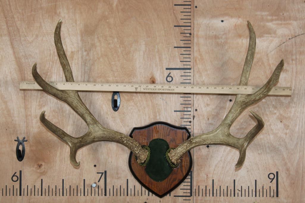 Big 9-Point MULE DEER Antler Rack Mounted on a Wood Plaque - 5
