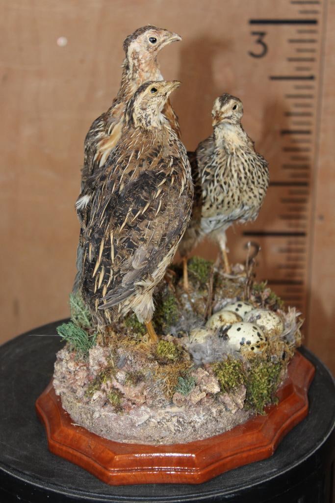 3 COMMON QUAIL on a Decorative Nest and Wood Plaque Base - 2