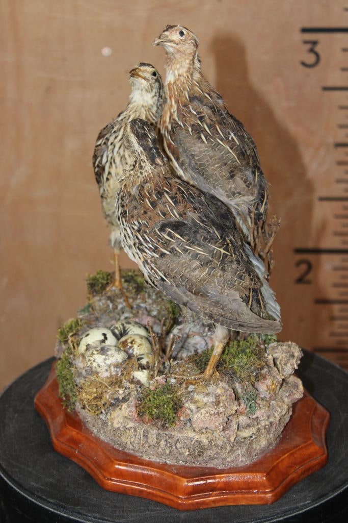 3 COMMON QUAIL on a Decorative Nest and Wood Plaque Base - 3