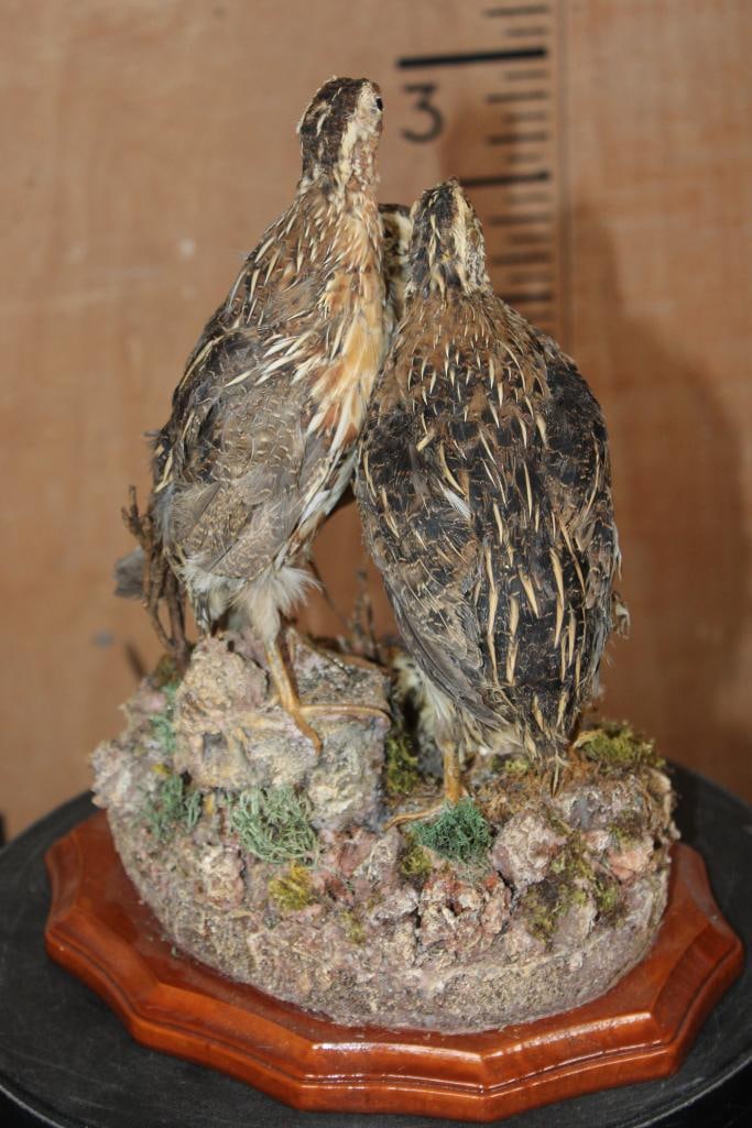 3 COMMON QUAIL on a Decorative Nest and Wood Plaque Base - 5