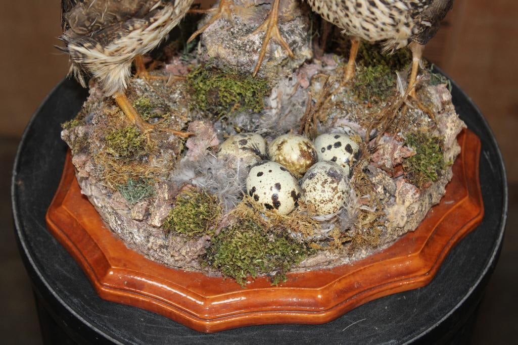 3 COMMON QUAIL on a Decorative Nest and Wood Plaque Base - 7