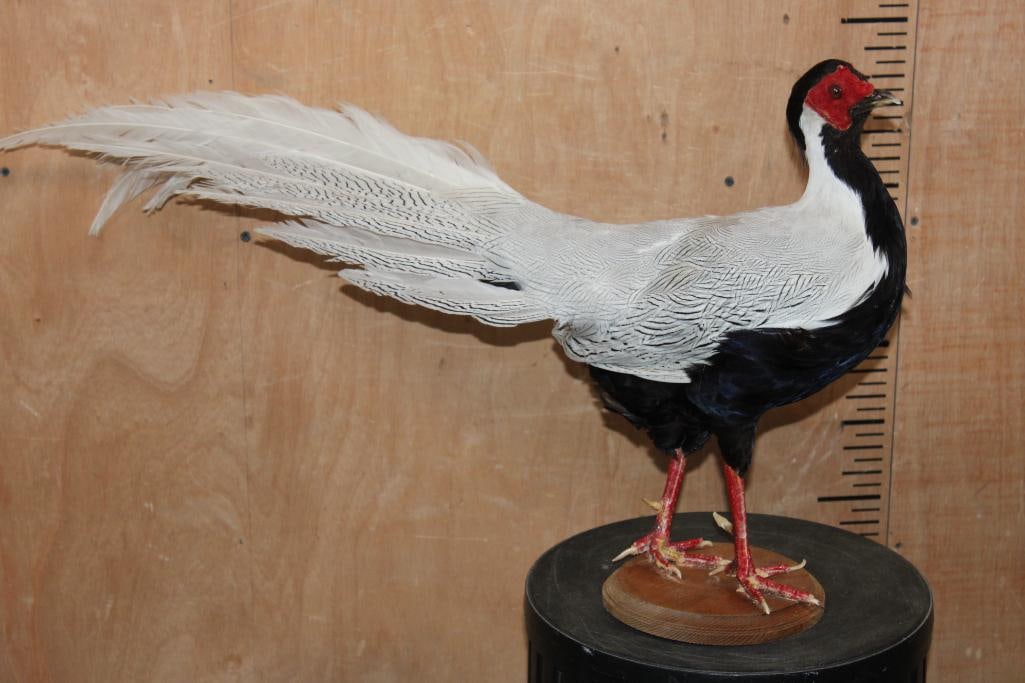 Male SILVER PHEASANT on a Wood Plaque: Life-sized Male SILVER PHEASANT on a Wood Plaque. It measures 32" Long x 8.5" Wide x 17" Tall. The feet could use a cleaning and some paint. TAXIDERMY BIRDS 