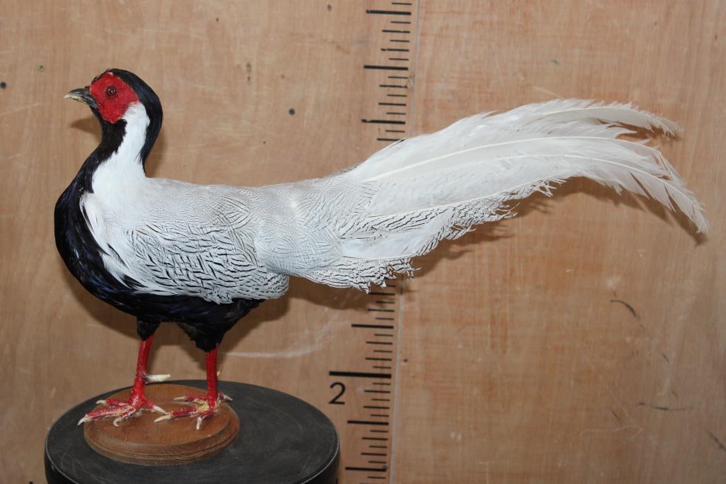 Male SILVER PHEASANT on a Wood Plaque - 2