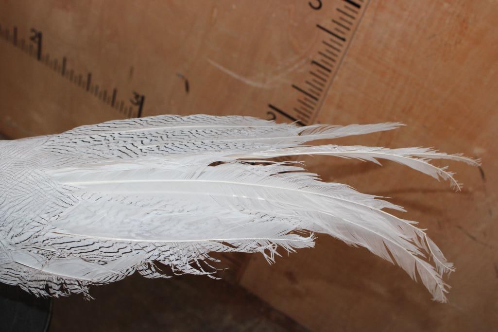 Male SILVER PHEASANT on a Wood Plaque - 7