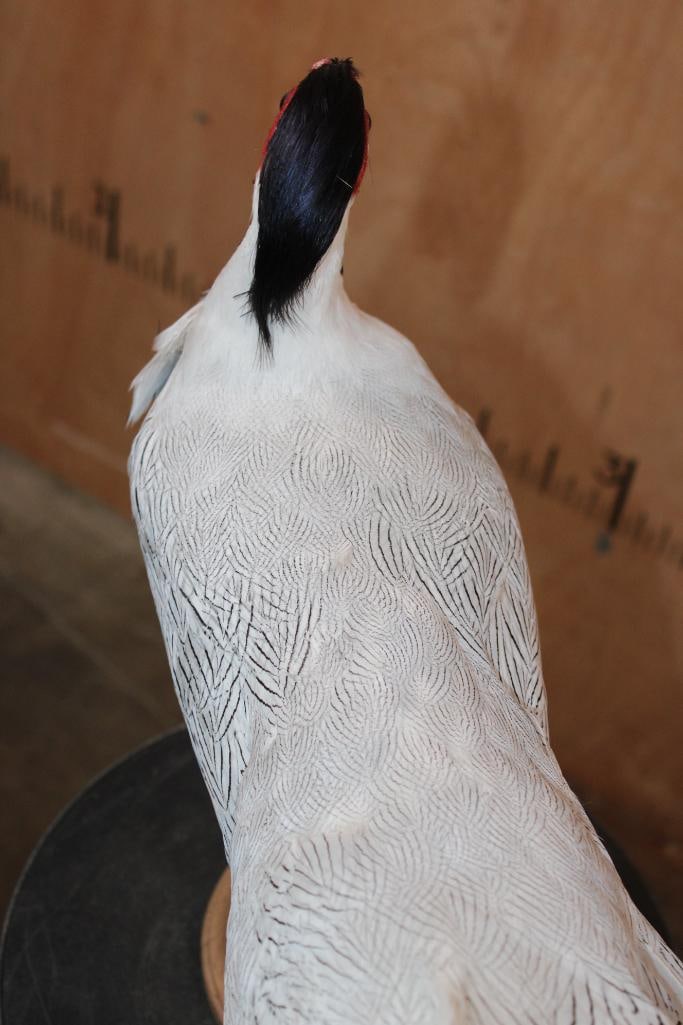 Male SILVER PHEASANT on a Wood Plaque - 8