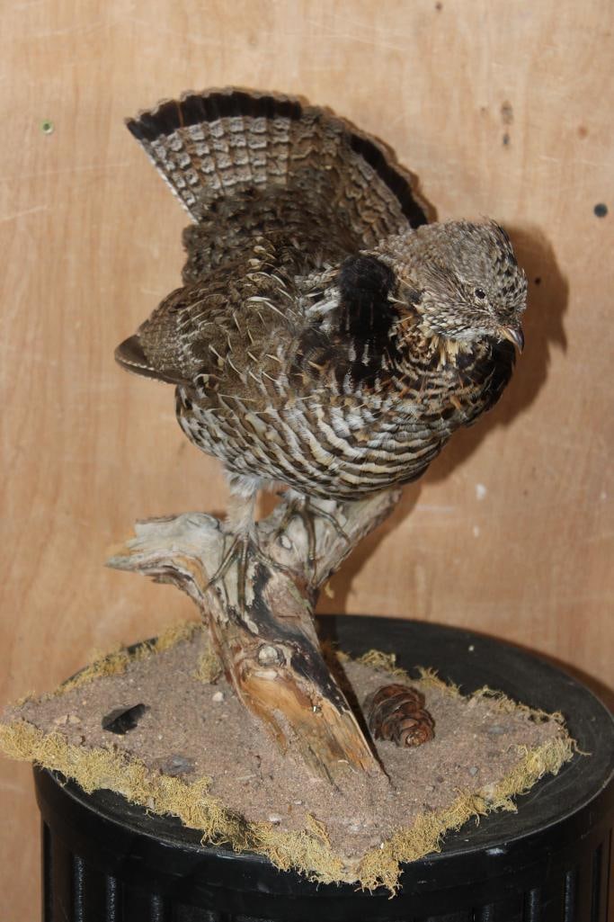 RUFFED GROUSE on a Branch Base: Nice Life-sized RUFFED GROUSE on a Branch Base. It measures 11" Long x 12.5" Wide x 14" Tall and is in Good Condition. TAXIDERMY BIRDS 