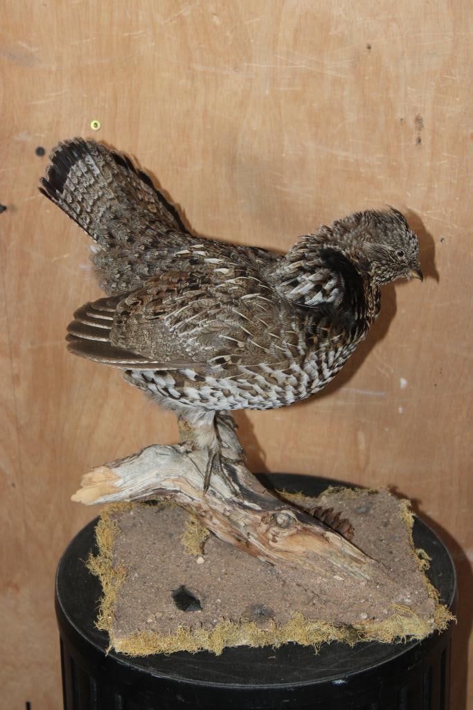 RUFFED GROUSE on a Branch Base - 2