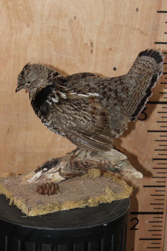 RUFFED GROUSE on a Branch Base - 4