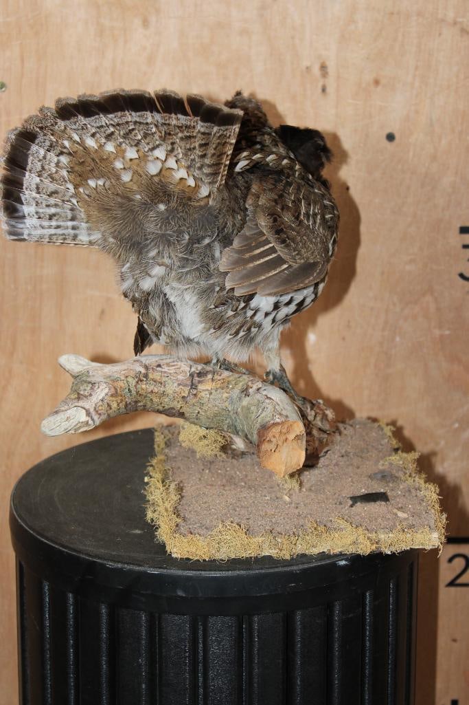 RUFFED GROUSE on a Branch Base - 6