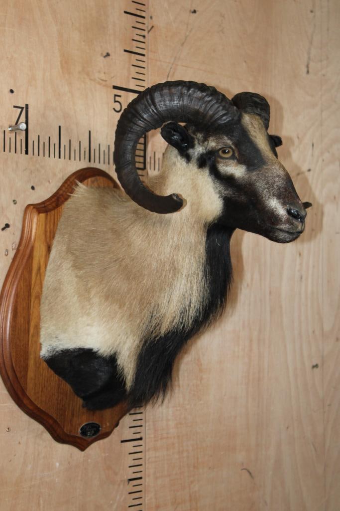 CORSICAN SHEEP Shoulder Mount on a Wood Plaque - 2