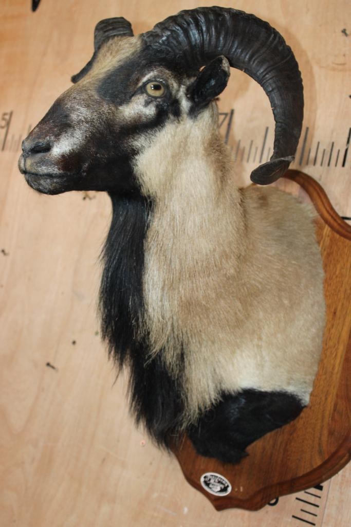 CORSICAN SHEEP Shoulder Mount on a Wood Plaque - 4