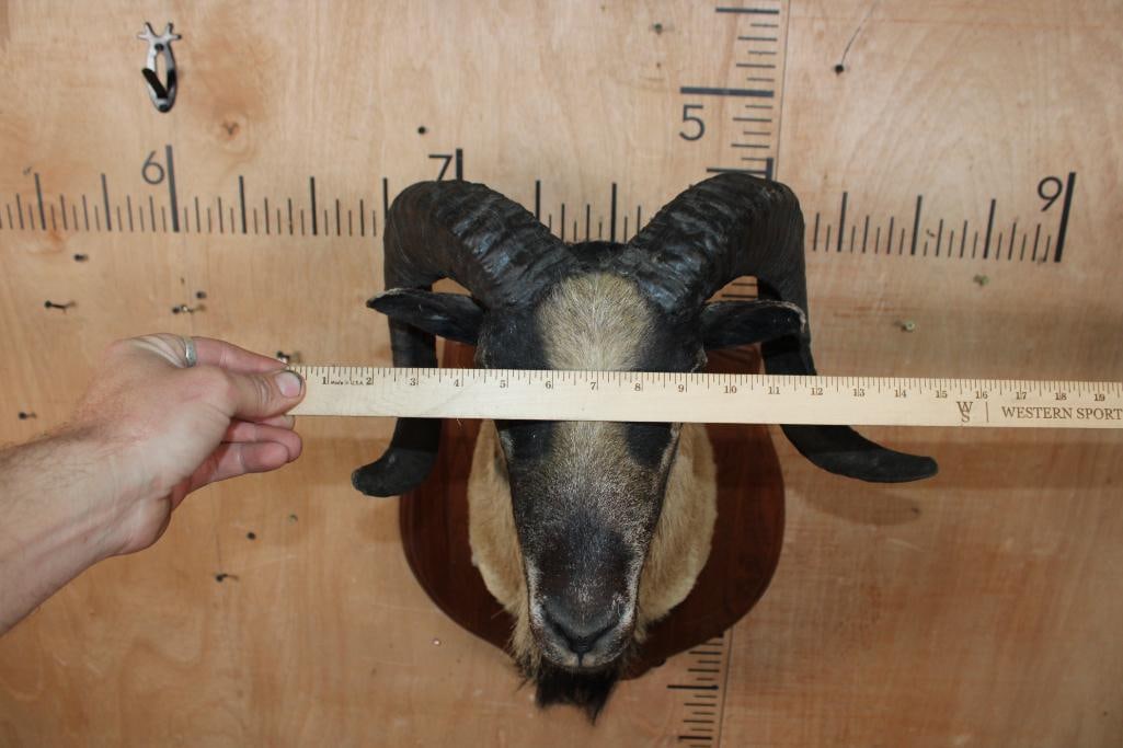 CORSICAN SHEEP Shoulder Mount on a Wood Plaque - 6