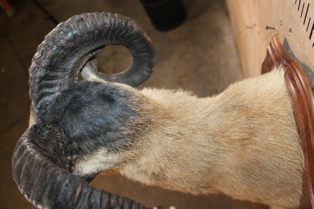 CORSICAN SHEEP Shoulder Mount on a Wood Plaque - 7