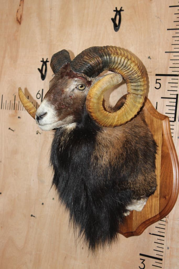 MOUFLON Shoulder Mount on a Wood Plaque - 2