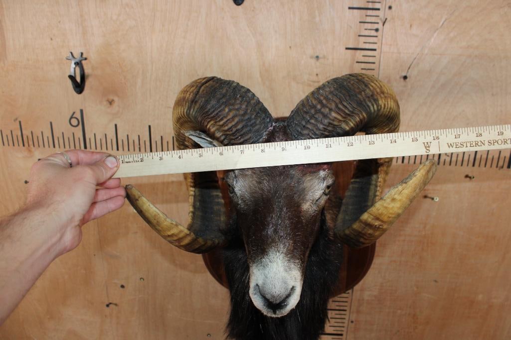 MOUFLON Shoulder Mount on a Wood Plaque - 7