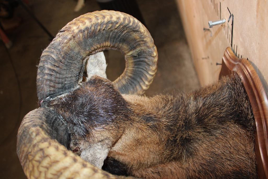 MOUFLON Shoulder Mount on a Wood Plaque - 8