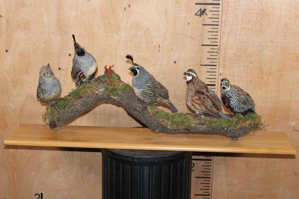 5 Different QUAIL on a Branch and Wood Board Base (1 of 9)