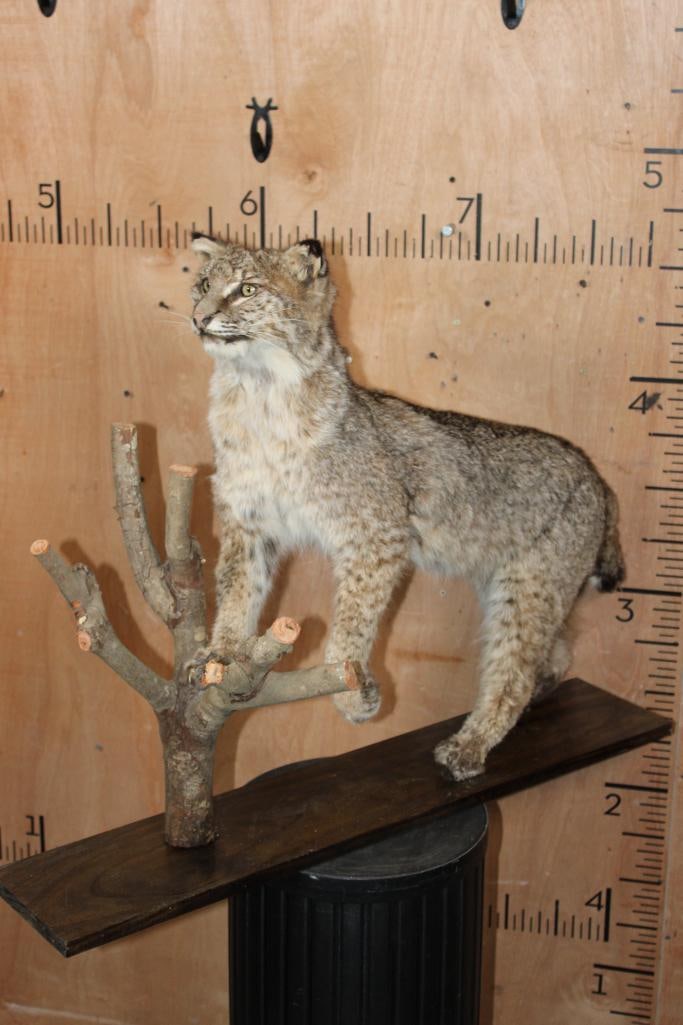 Life-sized BOBCAT on a Wood Board and Branch Base: Life-sized BOBCAT on a Wood Board and Branch Base. The Mount measures 36" Long x 9" Wide x 28" Tall. The front paw has a glue repair, otherwise it is in Good Condition. TAXIDERMY 